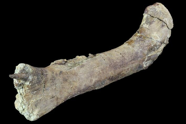 Hadrosaur Femur With Associate Crocodilian Tooth - Texas #88714